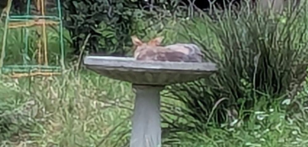 Gray Fox curled up in a birdbath 