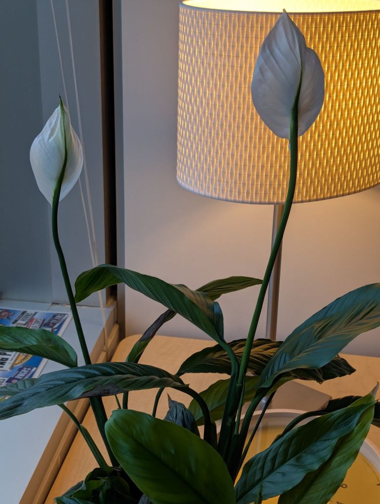 Peace lily with two blooms 