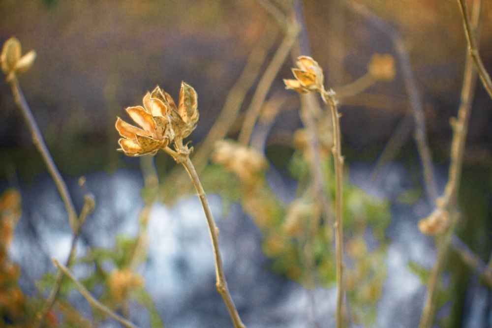 Dried flowers on the bank of the D&R Canal 