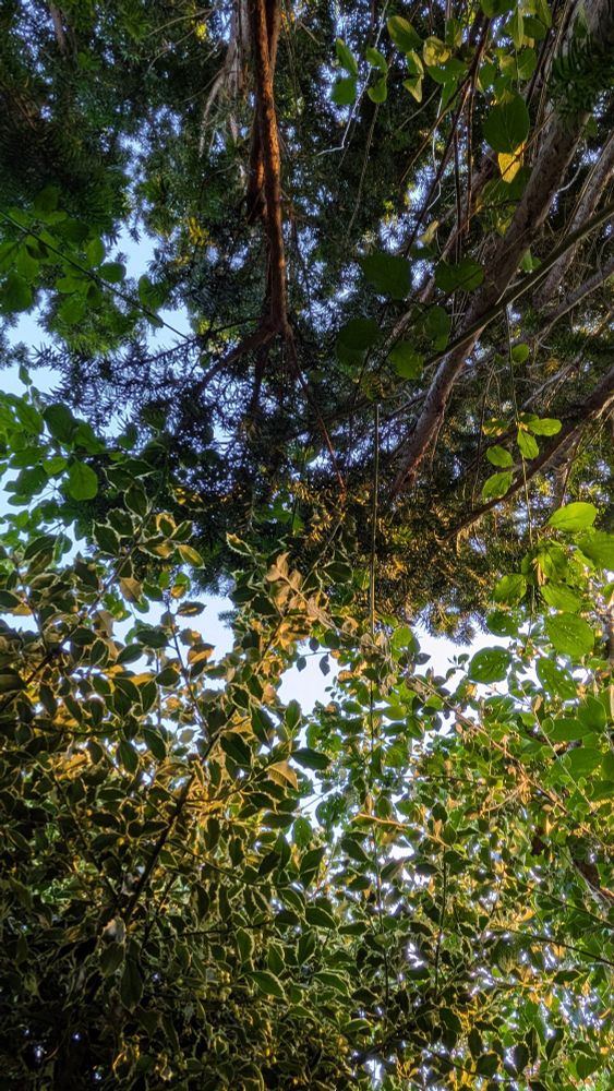 Bladerdak met blauwe hemel in de avondzon 

