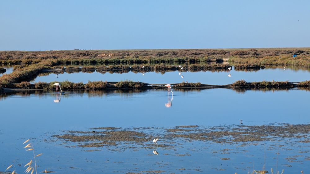 Flamingos on salt field 
