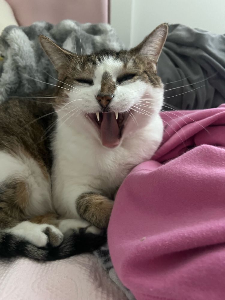 Gray and white cat  squints eyes and shows fangs in political despair.