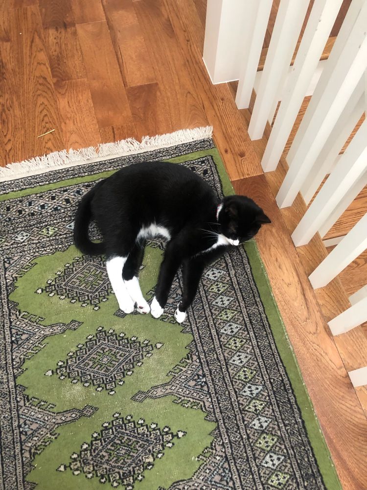 Tuxedo kitty laying on green rug staring into the distance. 