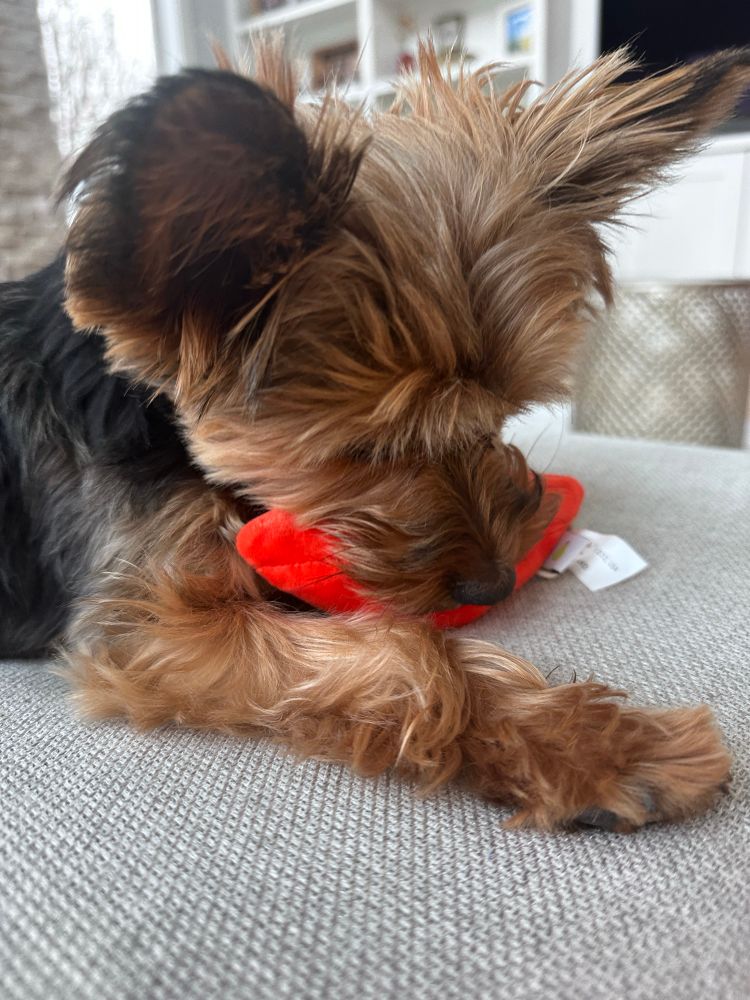 Brown and black Yorkie chewing on red lips plushie toy