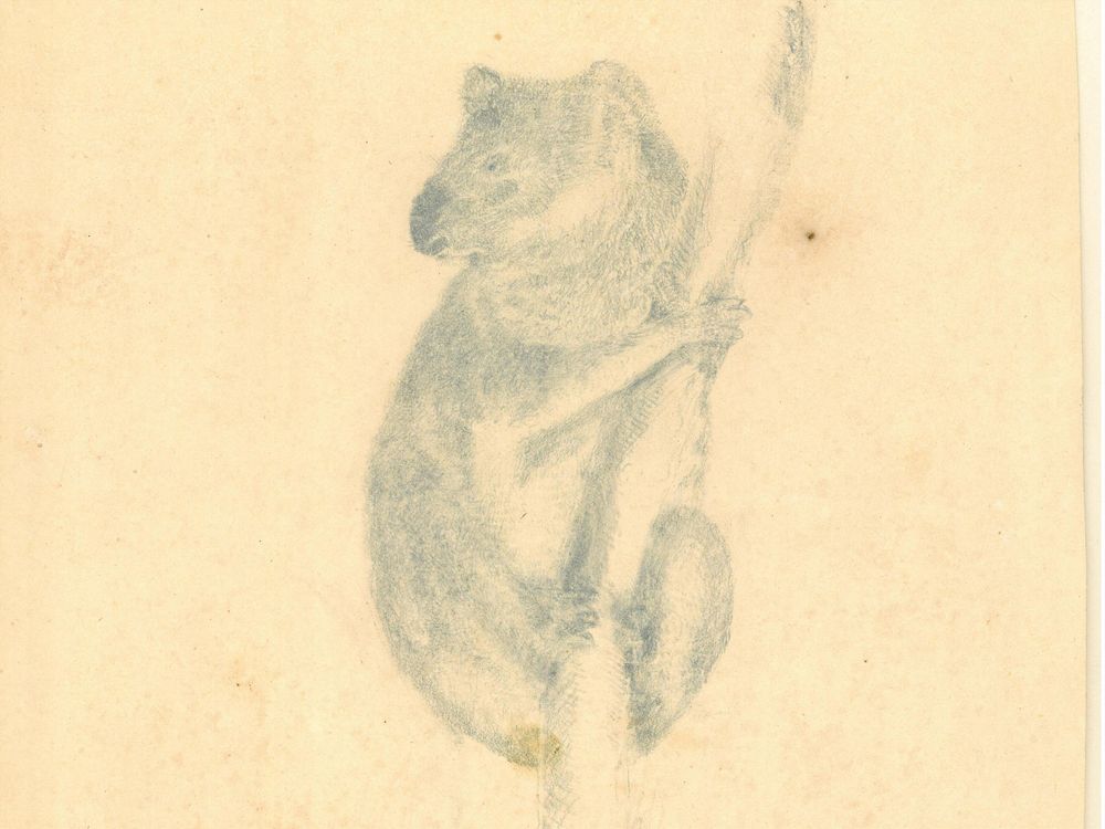 Pencil drawing of a koala on a branch