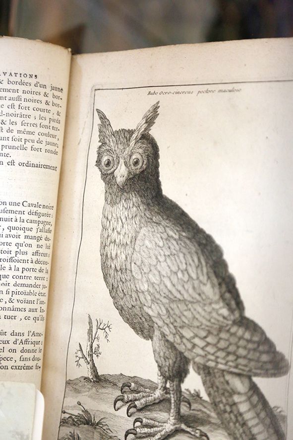 A book open at a black and white print of an owl.