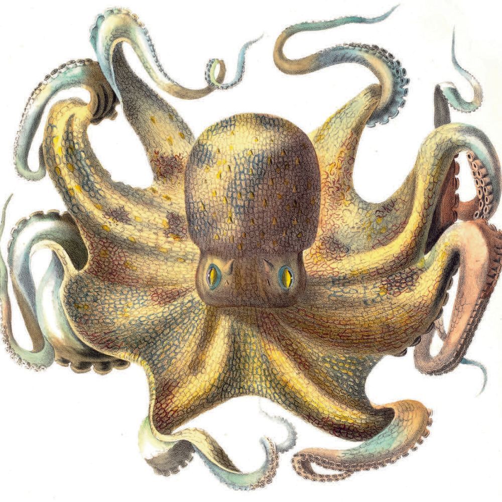 Common octopus with brown and yellow colouring with hints of blue. It has yellow eyes and fills the image.