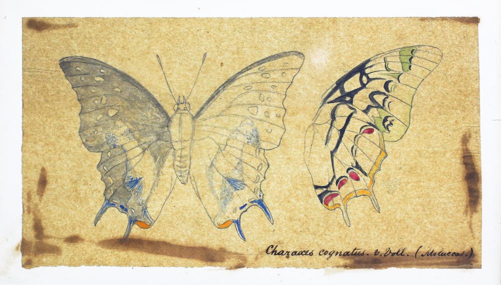 Field drawing of Charaxes cognatus, also known as the Sulawesi blue nawab. The butterfly is shown from the front and side, with some parts of the wings coloured.