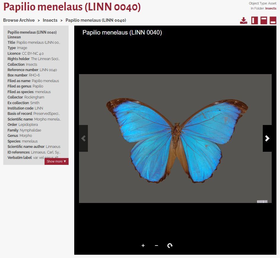 The Linnean Online entry 'Papilio menelaus' part of the Insect specimen collection. It shows a blue butterfly, with metadata on the left-hand side.