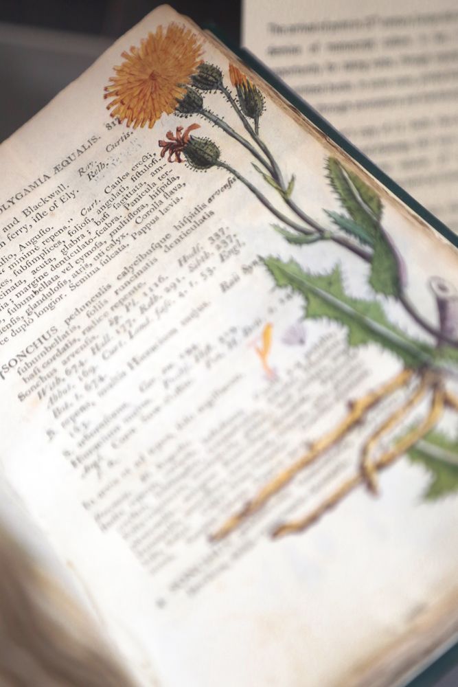 A close up of a book in the Naturalists' Notebooks exhibition. It is a printed book with a detailed painting of a dandelion in the margin.