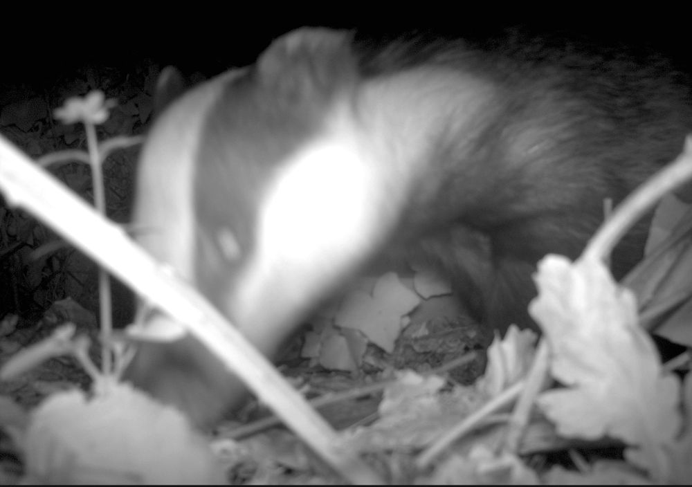A black and white, and slightly blurry image of a badger moving through undergrowth. Its characteristic striped face is visible and it's looking at the camera.