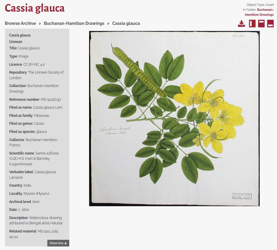 The Linnean Online entry 'Cassia glauca' part of the Buchanan-Hamilton Drawings collection. It shows a drawing of yellow flowers on a stem with small, light green leaves and a single pea pod, with metadata on the left-hand side.