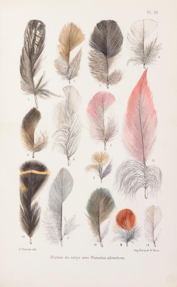 Hand-drawn feathers