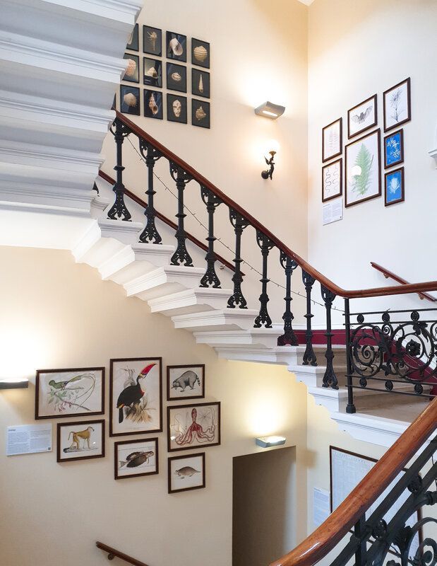 The staircase of the Linnean Society, with images on the wall depicting a toucan, raccoon, octopus, platypus, flying fish, baboon and quetzal,  as well as cyanotypes and photography of shells.
