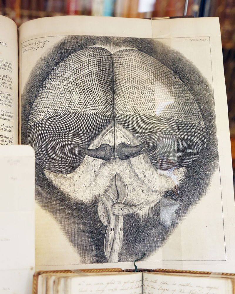 Photograph of a finely detailed illustration of a fly's head, its bulbous compound eyes dominating the page.