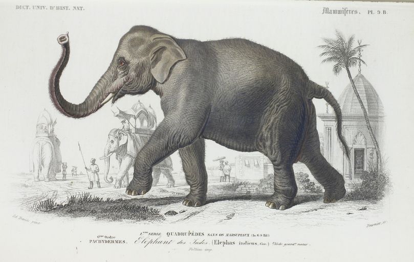 A coloured illustration showing an elephant in motion. Behind is are faint illustrations of people, and other elephants being ridden. Text below reads "Elephant des Indes"