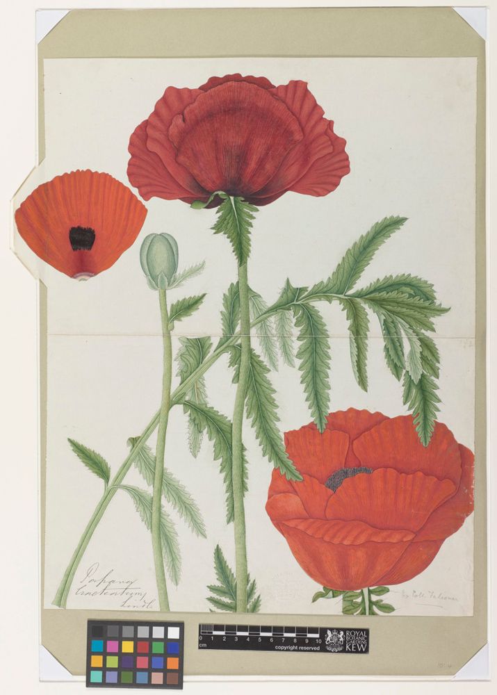Papaver falconer, a poppy. Artist unknown, 1840