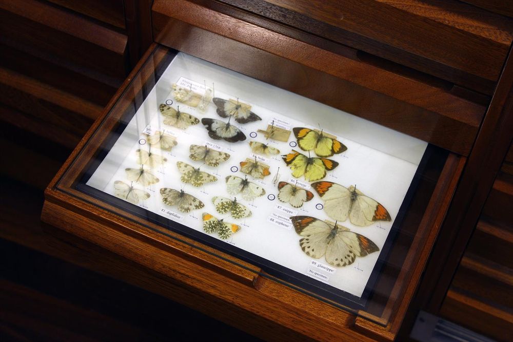 An open wooden drawer containing pinned butterflies of varying sizes and patterns.