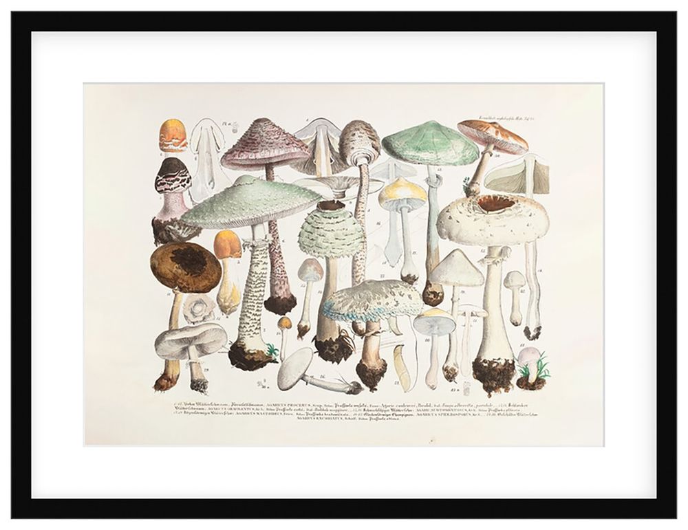 A range of agaricus fungi species. The mushroms are mostly pale in colour, with a range of size and shapes. Many are shown with soil at their base.