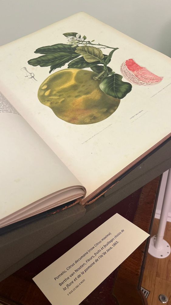 Pomelo (Citrus maximus) in Berthe van Nooten, Fleurs, fruits et feuillages choisis de la flore et de la pomone de l'Ile de Java