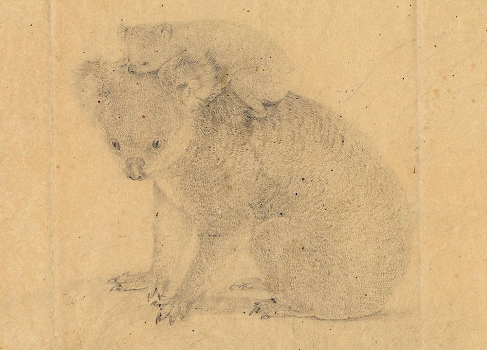 Pencil drawing of a koala and joey.