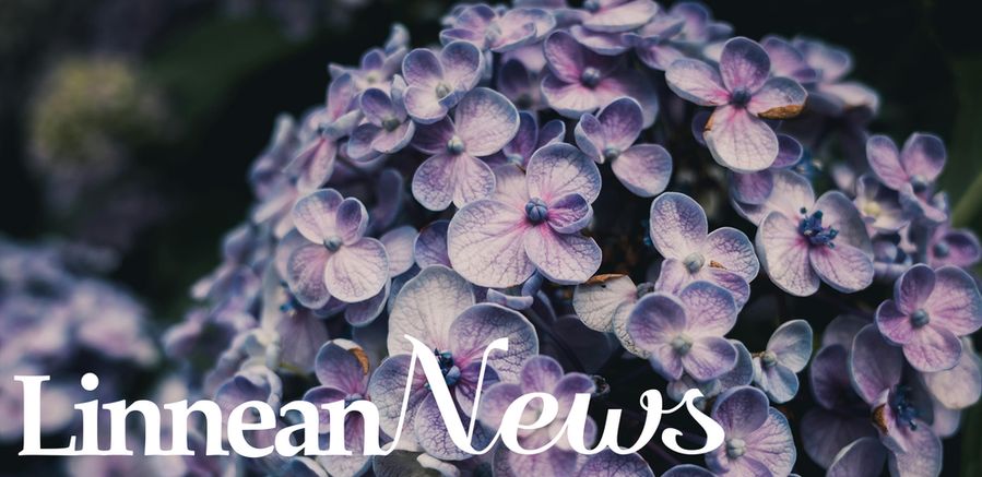 July's Linnean News banner. The text 'Linnean News' is set over an image of a hydrangea.