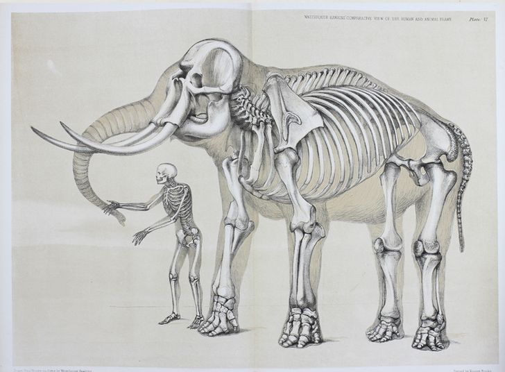 An illustration of a human and an elephant stood close together. Through the silhouette of each animal its skeleton is visible in great detail.