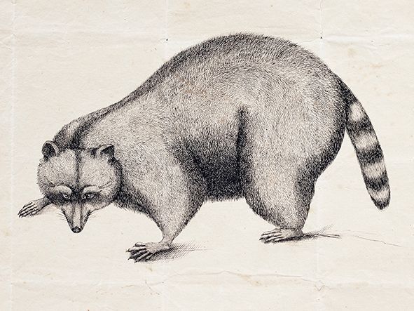 A greyscale illustration of a raccoon, hunkered down and looking mischievously at the viewer.