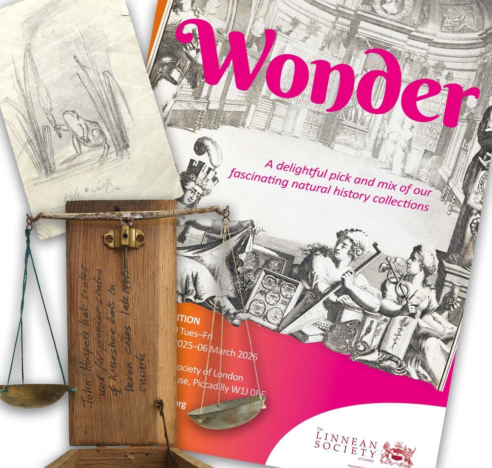The poster for our Wonder exhibition, "A delightful pick and mix of our fascinating natural history collections", and some selected items from that exhibition: a pencil sketch of a frog, and some antique bat scales.