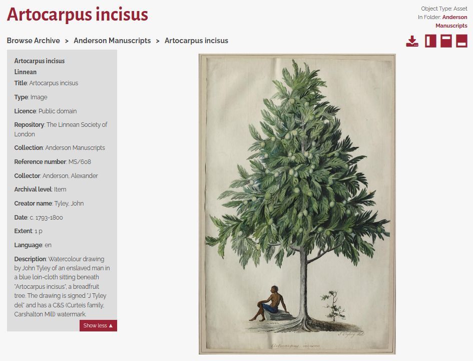 The Linnean Online entry 'Artocarpus incisus' part of the Anderson Manuscripts collection. It shows a Triangular shaped tree with a man in blue shorts sitting in a relaxed posture underneath, with metadata on the left-hand side.