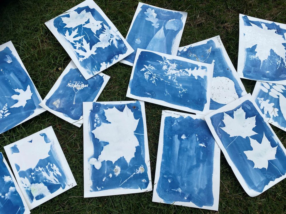 Cyanotype images, spread across a grassy background