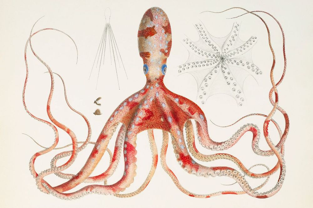 Octopus macropus. It is pink and red in colour with white spots and long, thin tentacles which curl around the border of the picture.
