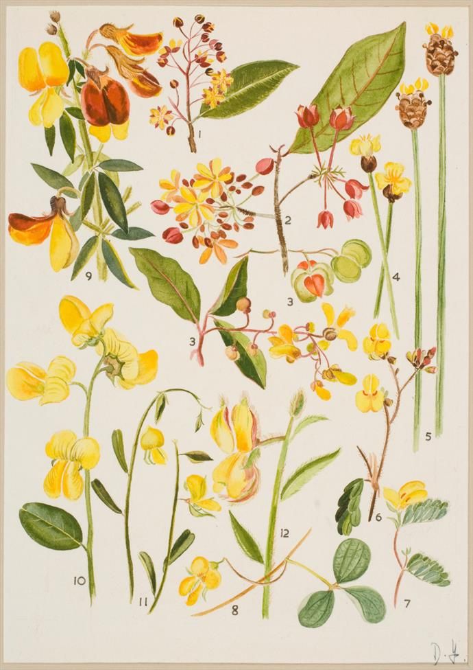 Watercolour illustration of a range of yellow flowers, some as buds and some in full bloom.