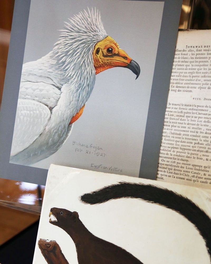 Photograph of part of a display case from the Wonder exhibition. In the top left, a coloured illustration of a white bird with spiked plumage and a yellow face. Below and to the right, a brown rodent with a long tail, teeth bared.