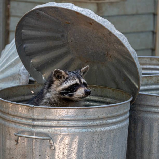 dirty old raccoon having a classic dr. manhattan-style existential crisis 

poking his scruffy head out of a metal trashcan and disassociating  