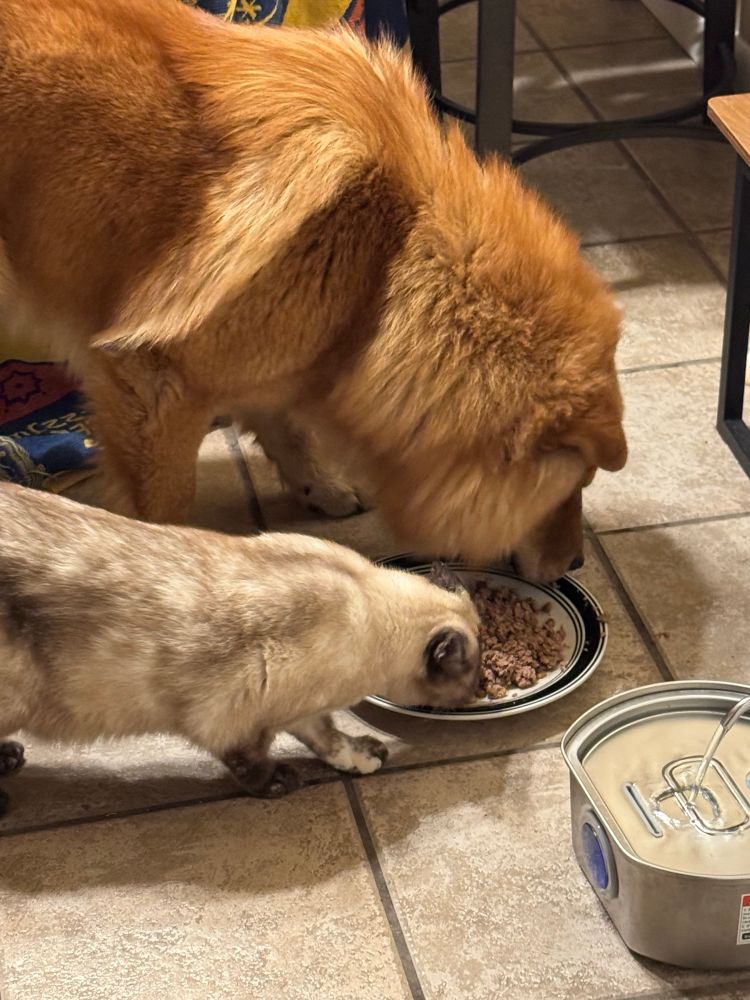 mister egg and björk eating mister egg’s food together

mister egg is a chow mix dog and björk is a light tortie siamese 