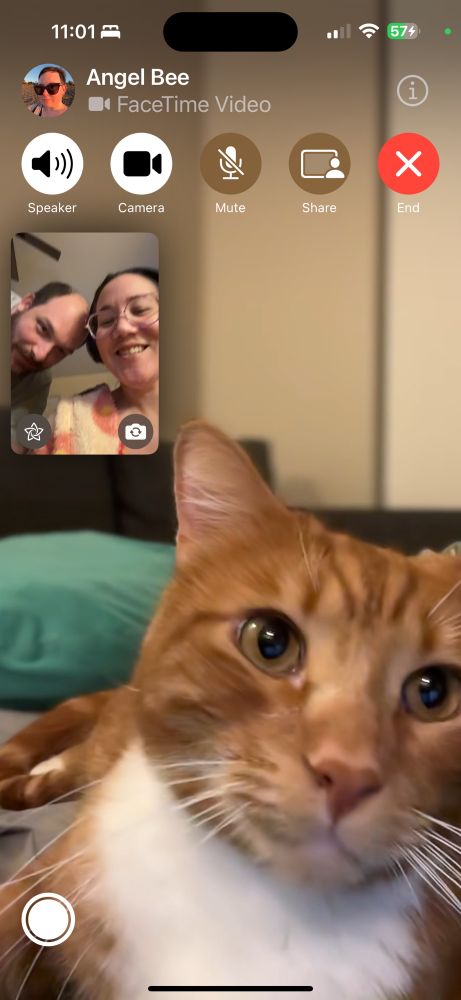 austin and joa facetiming with angel’s kitty companion jasper, he is a big perfect boy with incredible purr game, he is also an actual orange creamsicle, typically shy but peep his adorable little grin 
@austinyorski.bsky.social
@wittywiggywitchy.bsky.social