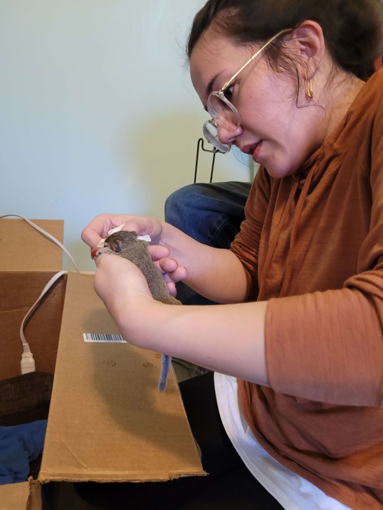 joa holding a baby squirrel about four weeks old, in front of a cardboard box with a heating pad and old t-shirts, i’m wiping his little mouth after feeding him some goats milk replacement (fox valley squirrel milk replacement is on the way)