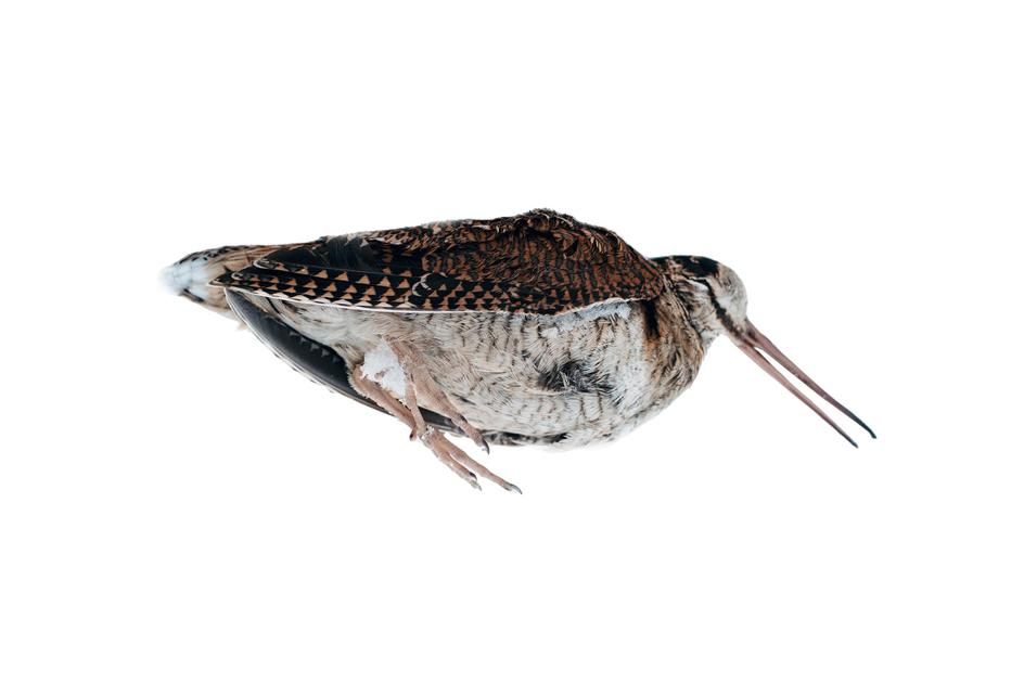 Tijdens zonnige zomerweken vliegen vogels zich vaker te pletter tegen ramen. Dat stelt dierenopvangcentrum VOC Anderlecht vast. De houtsnip is daarbij een van de grootste slachtoffers. d