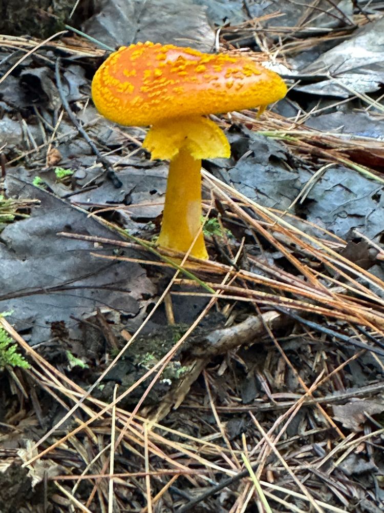 Nice!  Here is a shot of one Infound this summer. 