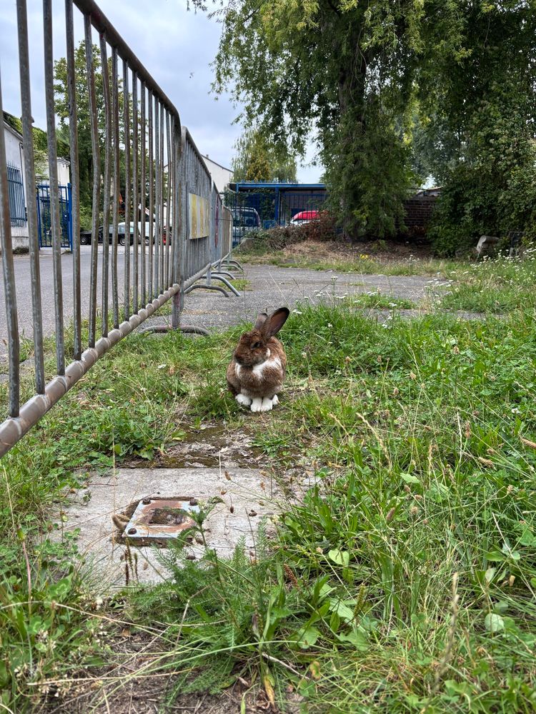 Ein großes, braun-beiges Kaninchen sitzt entspannt an einem Zaun in der Wiese