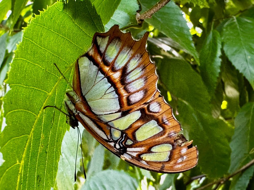 A butterfly with pale green wings edged by brown and black interspersed with white areas clings to a green leaf.