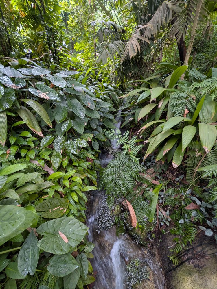 A waterfall hidden between dense leaves.