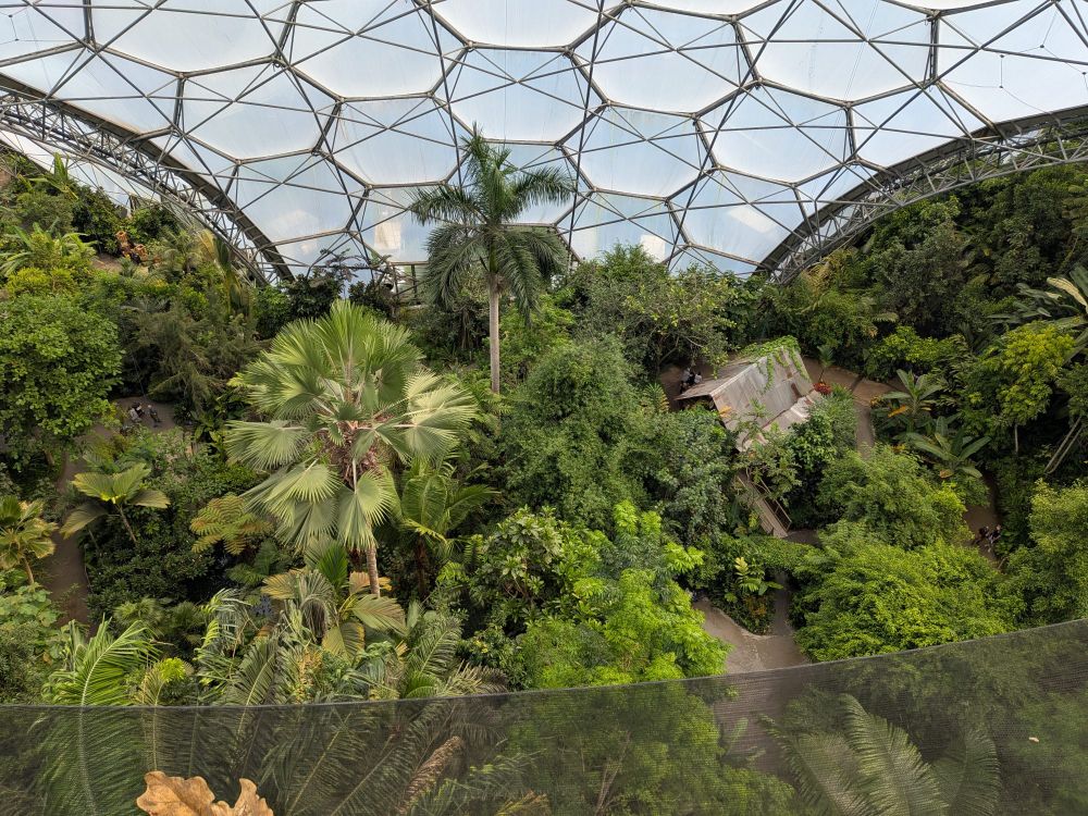Bird's-eye view of ferns and palms below a hexagonal roof. There is a traditional rainforest hut visible through the trees.