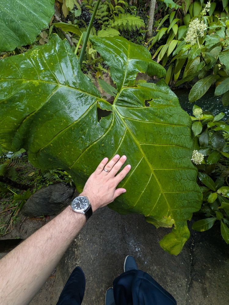 A flat, waxy leaf over 1 metre in length. Hand for scale.