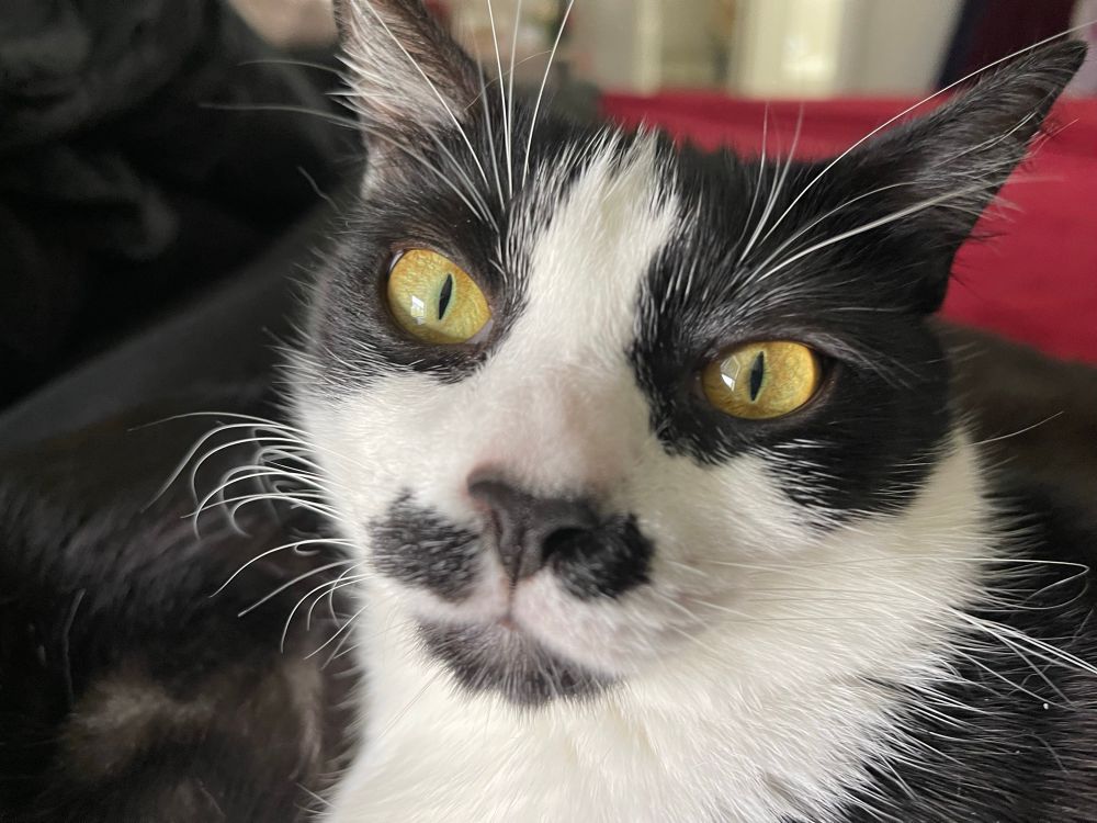 Closeup photo of the face of a tuxedo cat. His eyes are bright yellow with thin, vertical pupils.