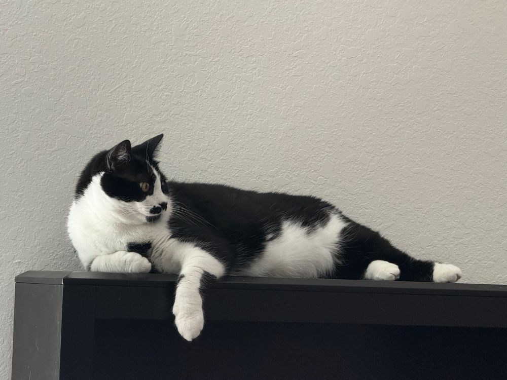 A small tuxedo cat luxuriously lounging on black shelf.