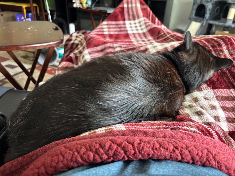 A tuxedo cat sleeping on a plaid quilt blanket on a person’s lap.