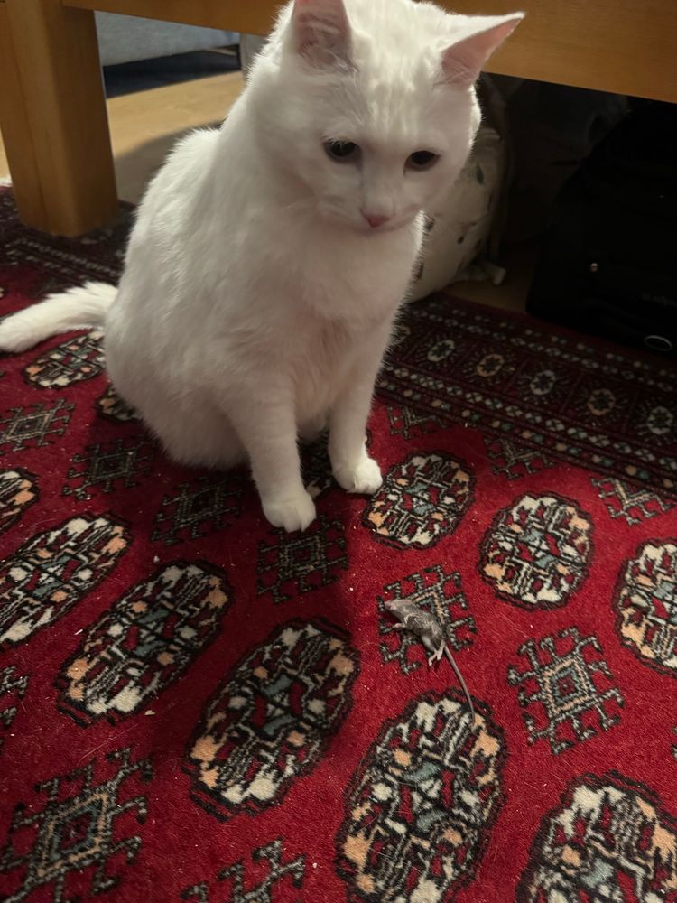 A cat and the mouse it killed.