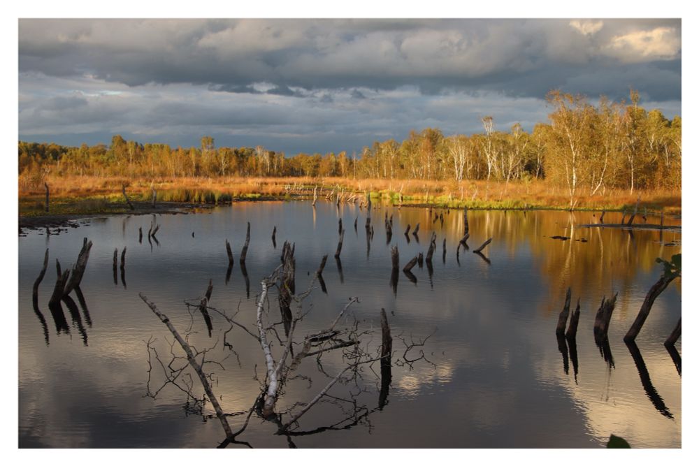 Moorsee mit abgestorbenen Baumstämmen. Am hinteren Seerand leuchten die Birken goldgelb. Der wechselwolkige Himmel spiegelt sich im See. 
Das Licht ist insgesamt fast magisch. 